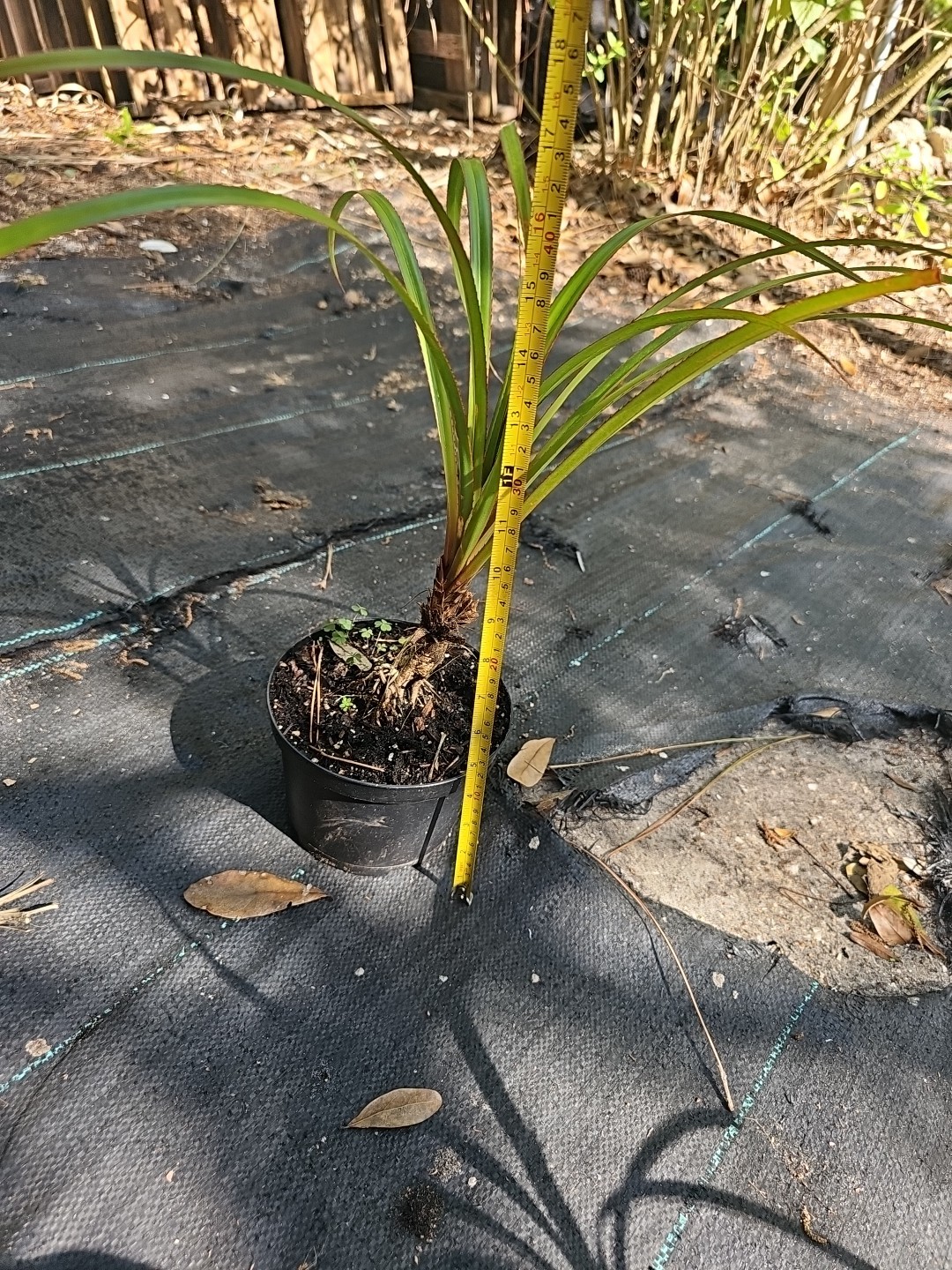 Screw Pine screwpine tree Pandanus utilis