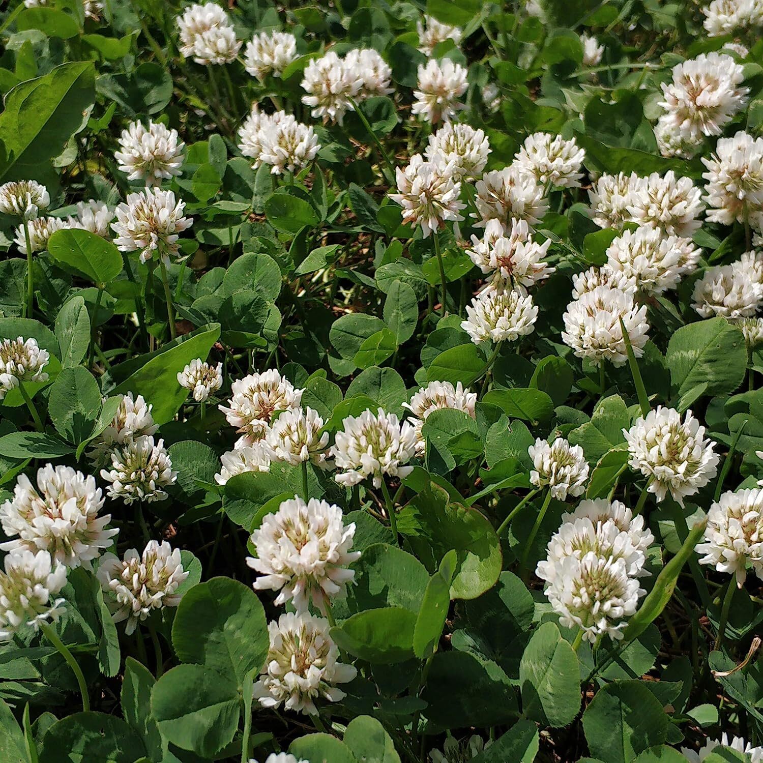 1lb Perennial White Dutch Clover Seed for Erosion Control, Ground Cover, Pasture