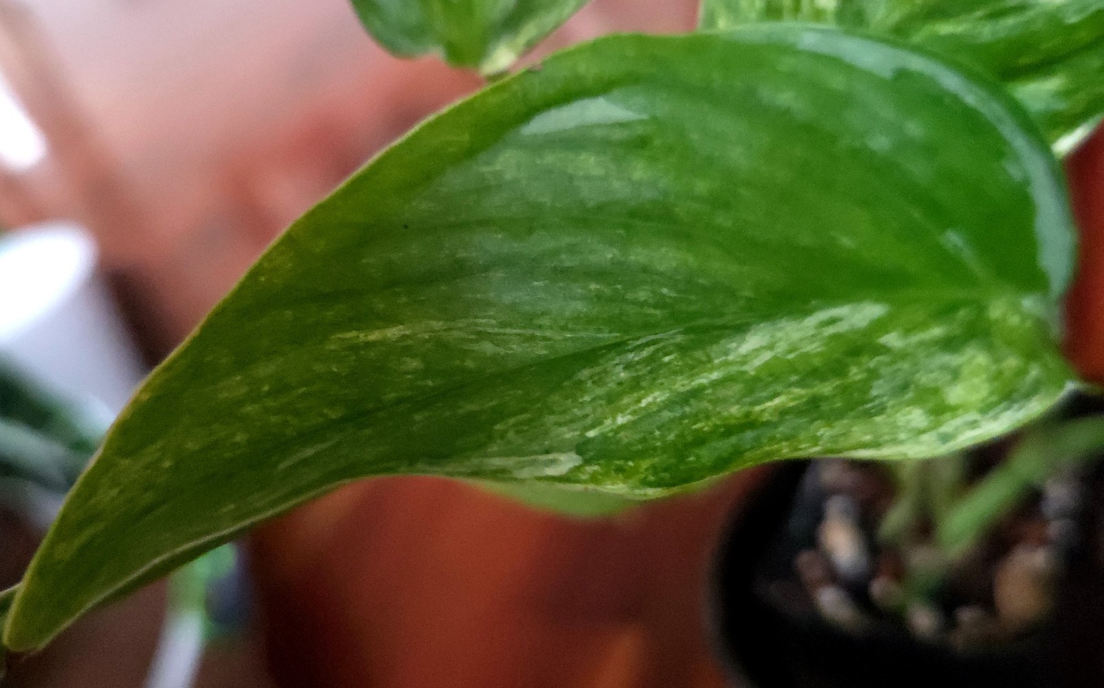 Rare Monstera Laniata Mint Tricolor 14″ Tall 2 Plants No Philodendron Anthurium