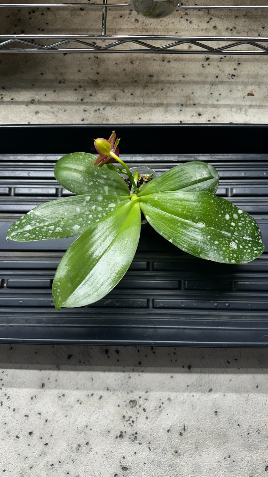 Phalaenopsis Yaphon Bear Sir ‘634’ [IN SPIKE]