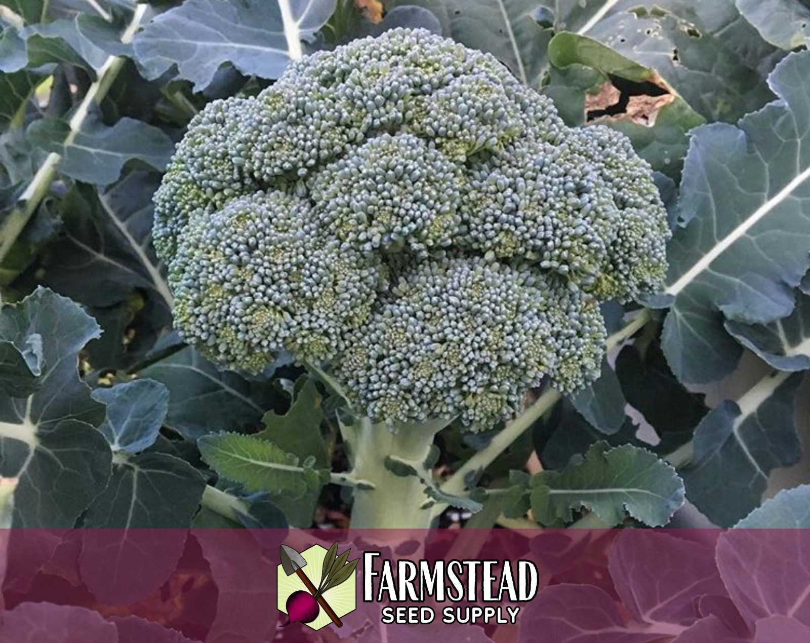 2,500+ Broccoli Seeds [Waltham 29] Vegetable Gardening Seed, Heirloom, Non-GMO