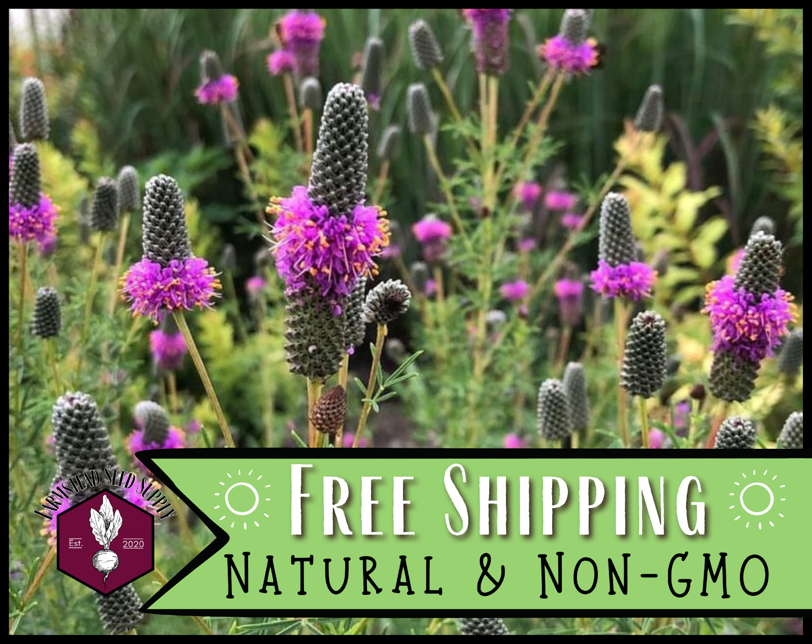 2,750+ Purple Prairie Clover Seeds | Native Wildflower Gardening, Dalea purpurea
