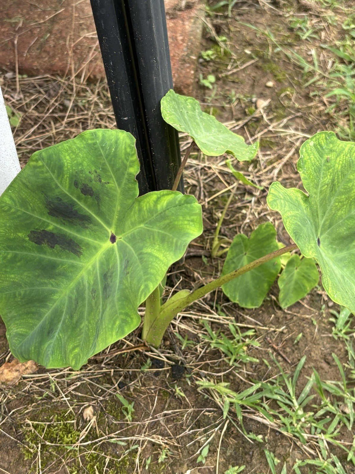 Elephant Ear Black Pearl Colocasia antiquorum 2 Live Plants