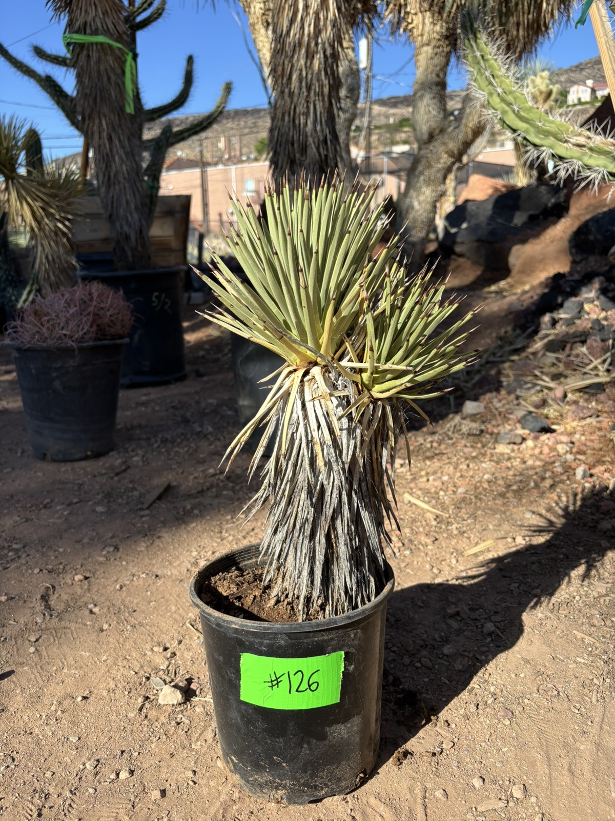 JOSHUA TREE #126 – DOUBLE HEAD, 15 INCH – YUCCA BREVIFOLIA