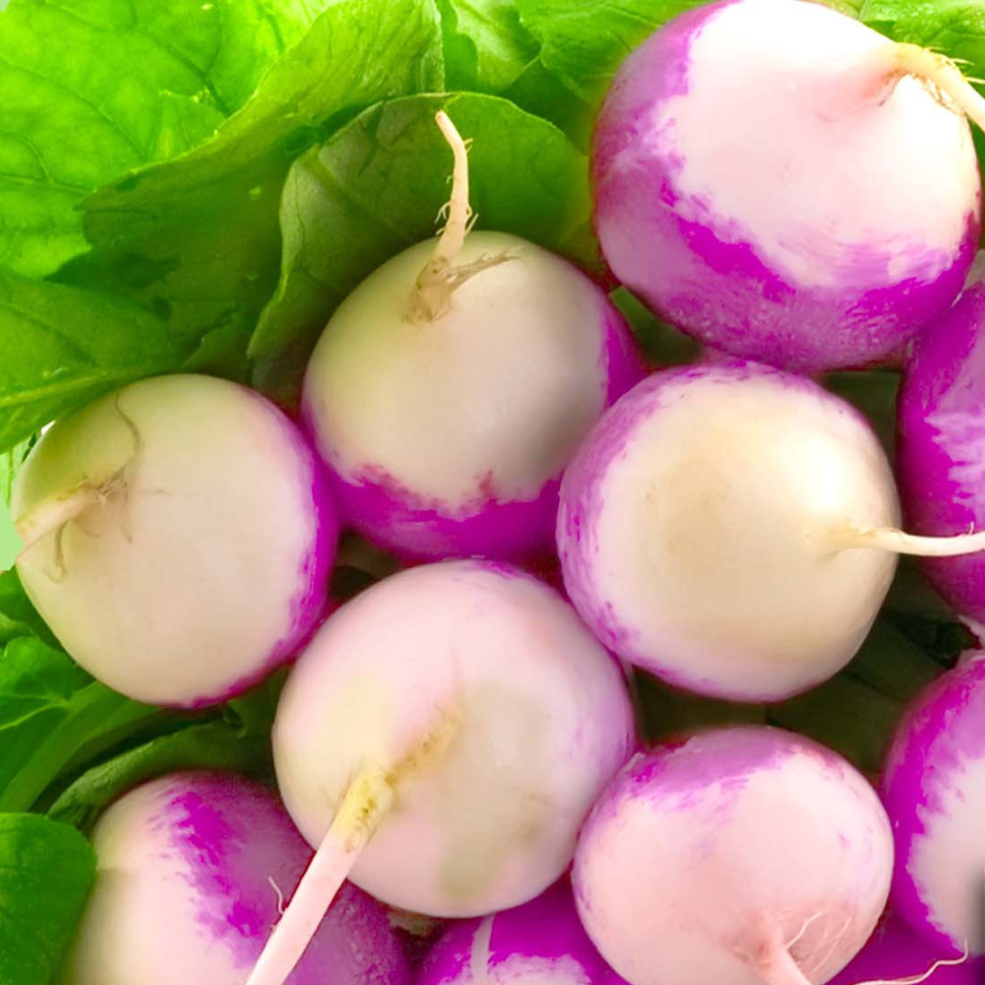 Fresh Purple Top Turnip Seeds | Heirloom Non-GMO | Fresh Vegetable Seeds