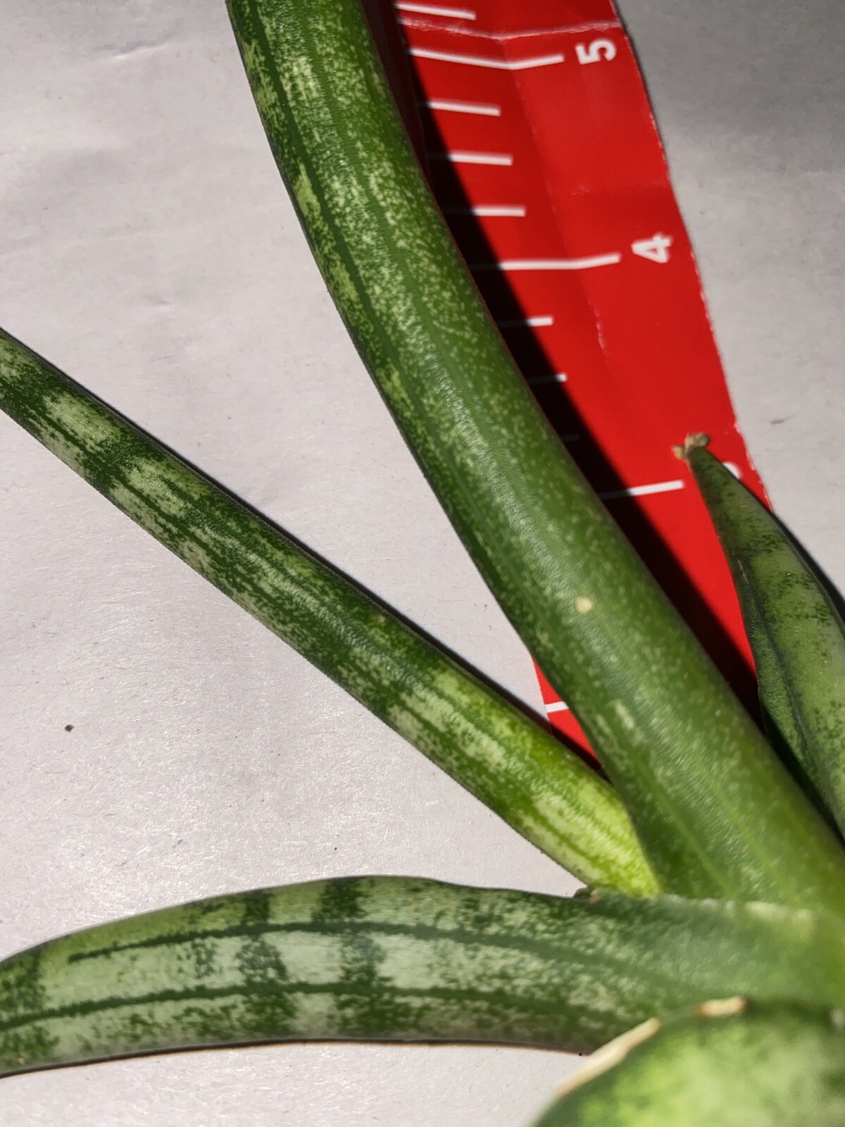 5 cuts Snake Plant Sansevieria Cylindrica 4 ” cuts unrooted Planta espada