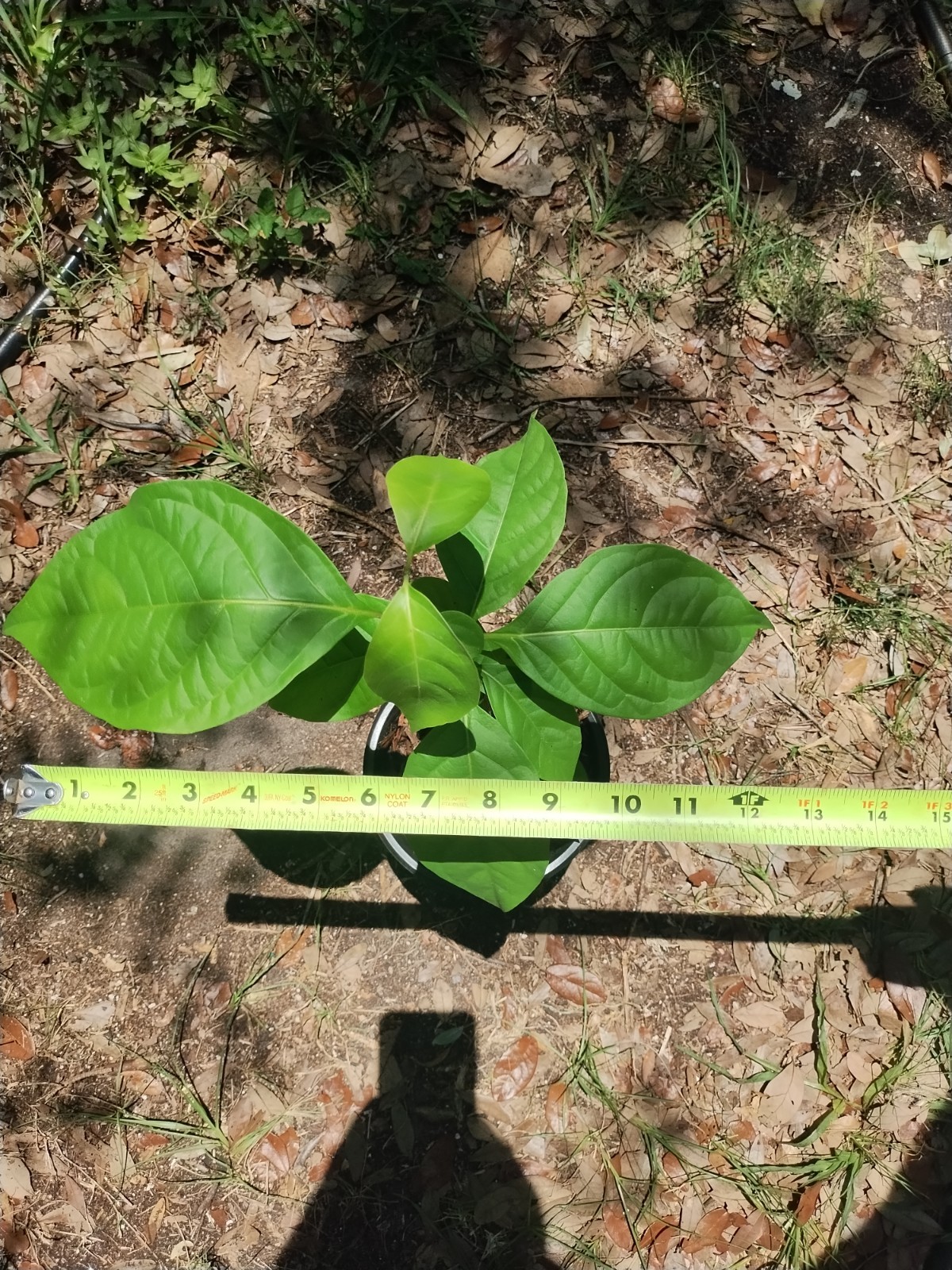 Rare South American Vine, Banisteriopsis C. Plant #2