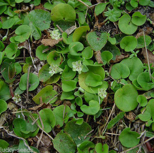 SeedRanch Dichondra Repens Seed – 2 lbs. (Covers 1000 sq. ft.)
