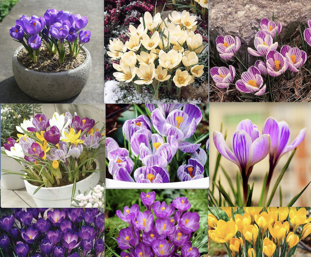 20 SEED PACK for Germination of Exotic CROCUS plant bloom bush flower garden bed