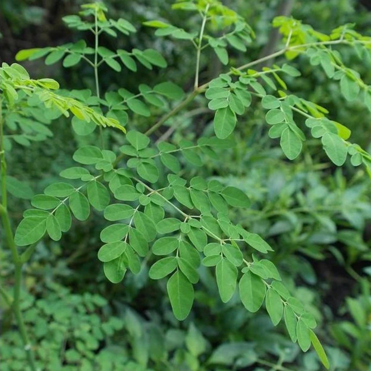 Moringa Plant – 1-2ft Tall – 1Gal Pot – Fast-Growing Edible – Zones 9–11