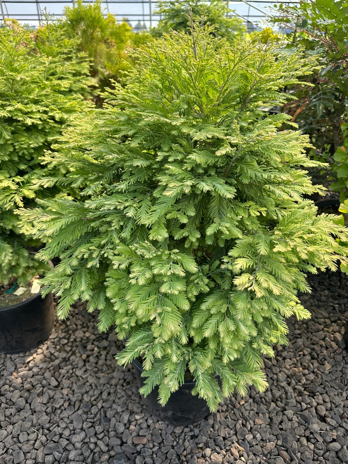 Variegated Dawn Redwood ‘Northlight’– Rare Dwarf Tree- #1 Container