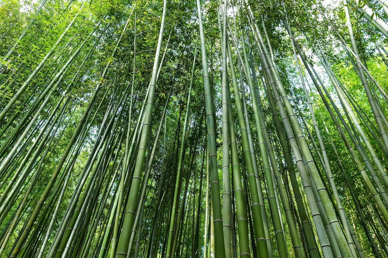 Wivolibe Giant Bamboo Seeds For Planting – 500 Giant Green Bamboo Seeds Exotic