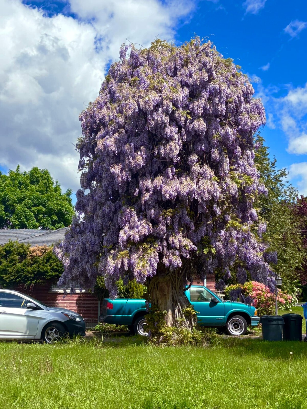 10 Chinese Wisteria sinensis Tree Seeds Fast Climber Flower Vine Hardy Plant