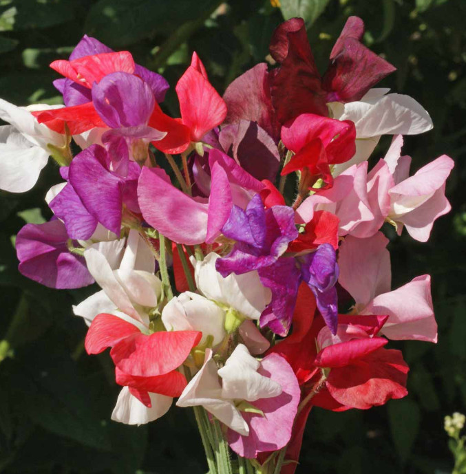Landscaper’s Pack SWEET PEA MIX Flowers Fragrant Climbing Vine Non-GMO 150 Seeds