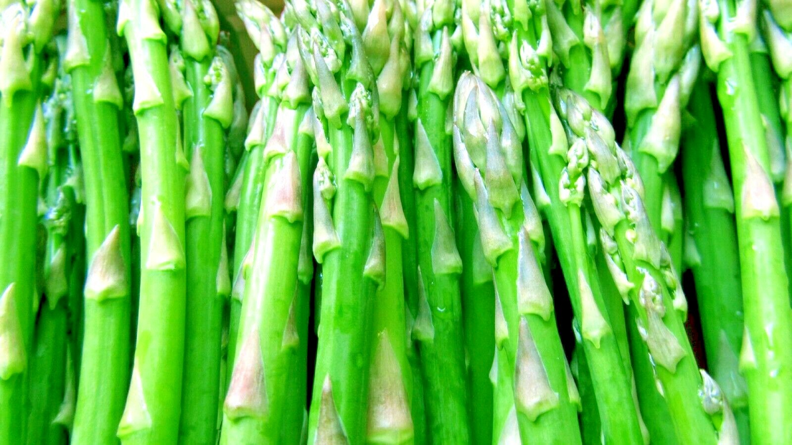 ASPARAGUS SEEDS 25 PERENNIAL AUTUMN GARDEN VEGETABLE HEIRLOOM NON-GMO USA