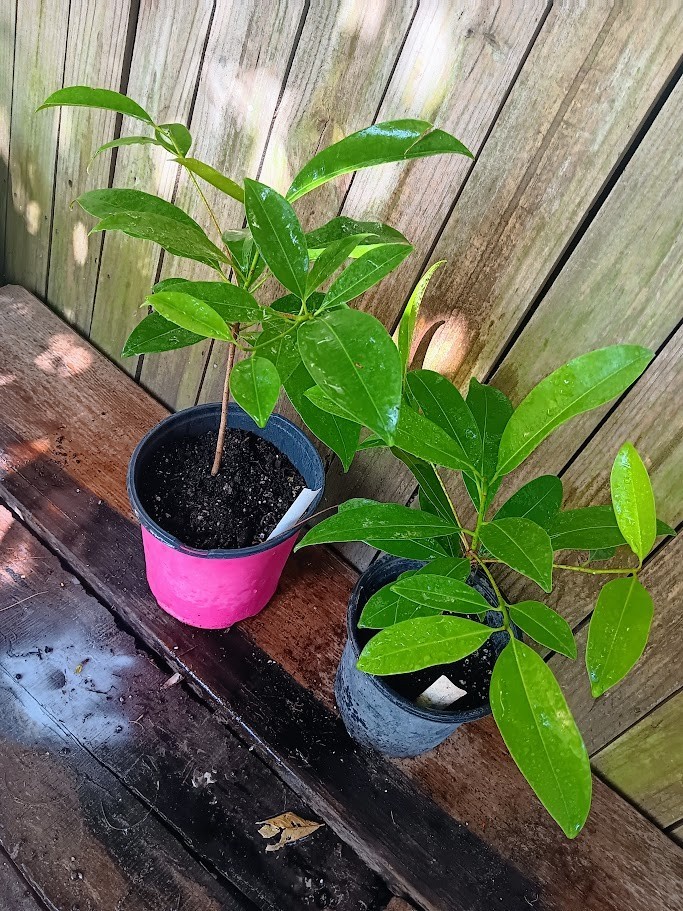 Morena Sapodilla Nispero Manilkara zapota – Live Plant!