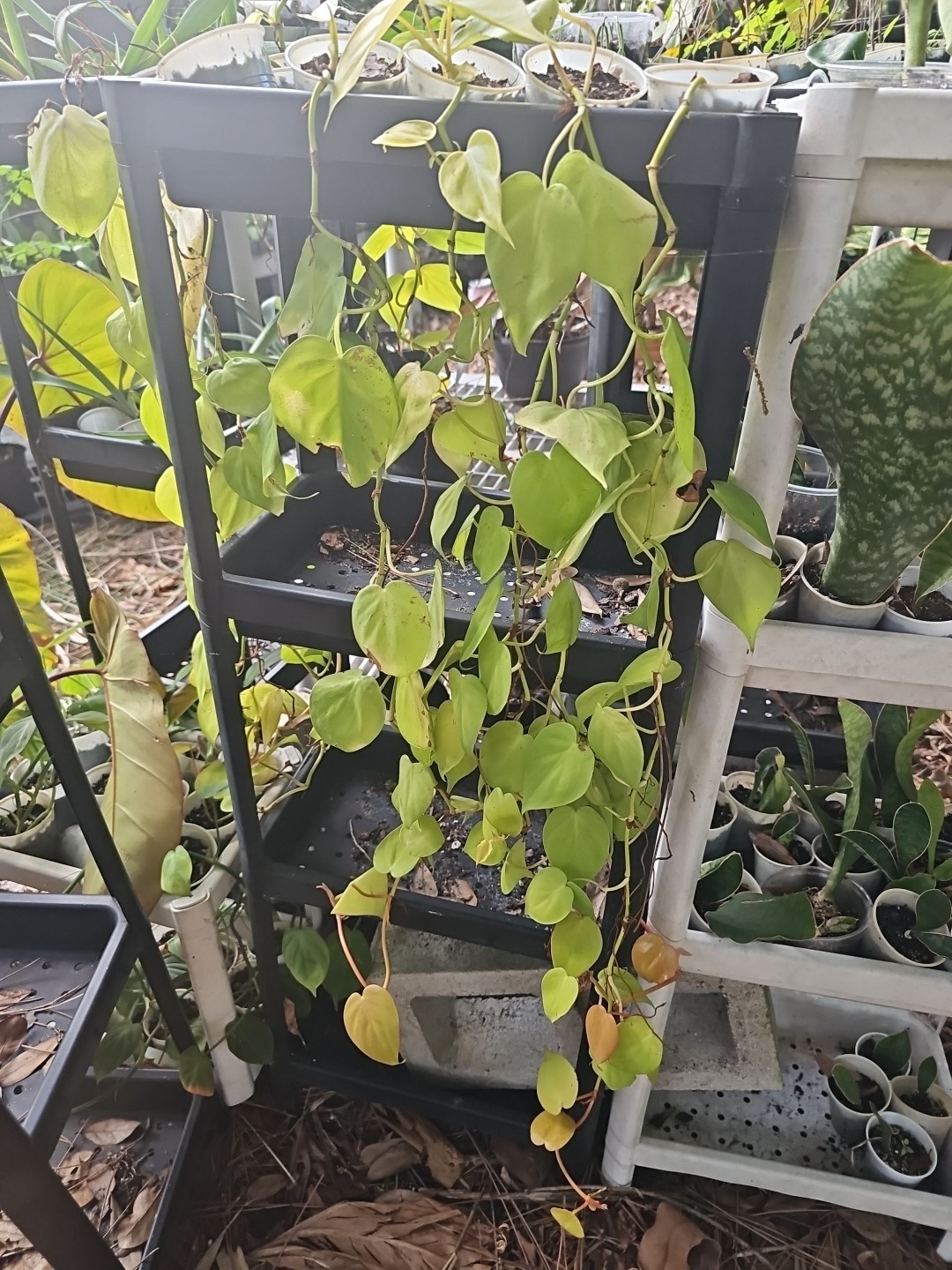 XL 30″ Rooted Neon Pothos 2,5″ POT rooted plant NO CUTTING