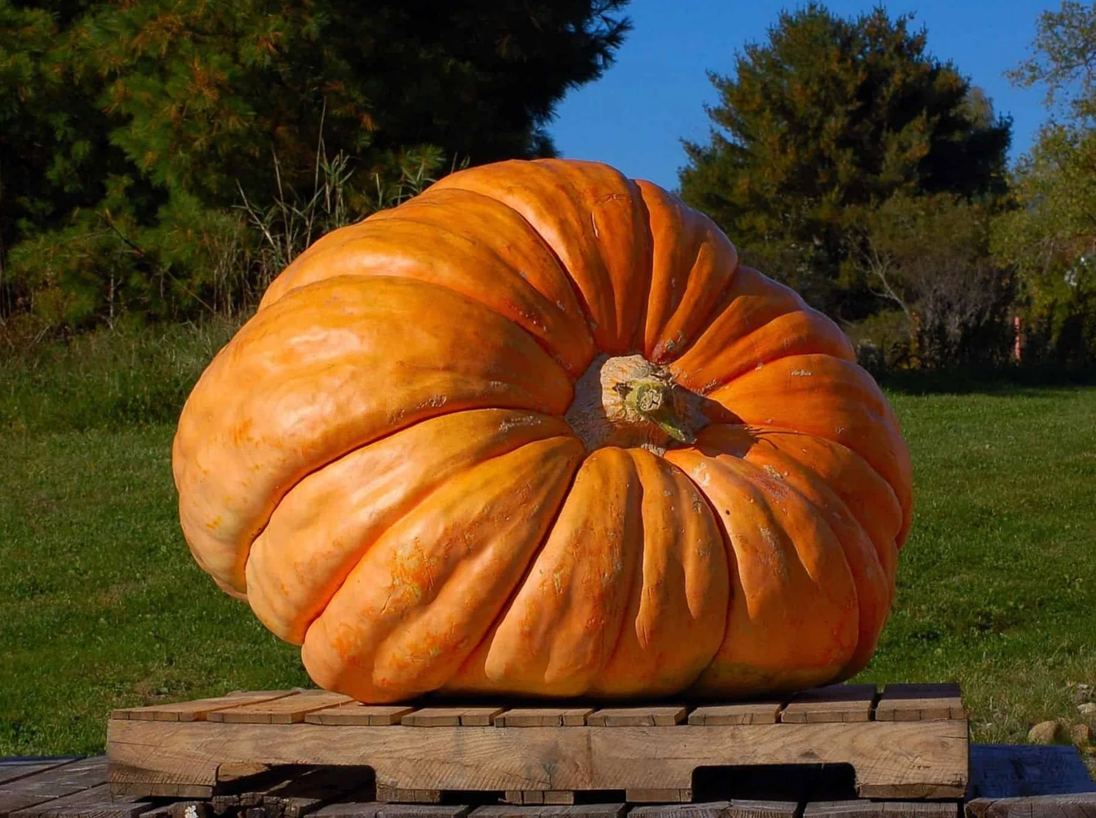 Dill’s Atlantic Giant Pumpkin Seeds |For Competition Huge Big Pumpkins Seed 2024