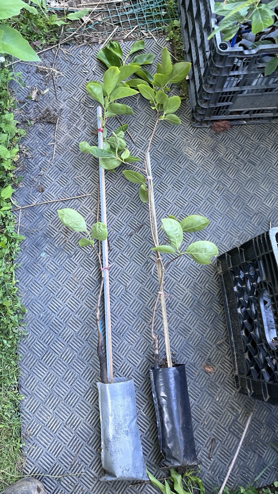 2-3 ft tall Saijo Asian Persimmon, grafted, potted.