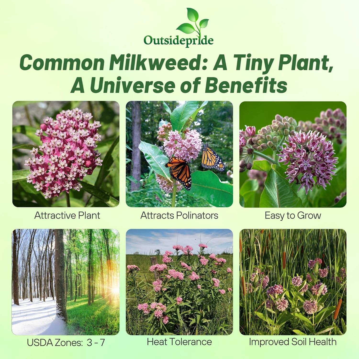 100 Seeds Common Milkweed Drought Resistant Asclepias Syriaca Plant Flower Seed