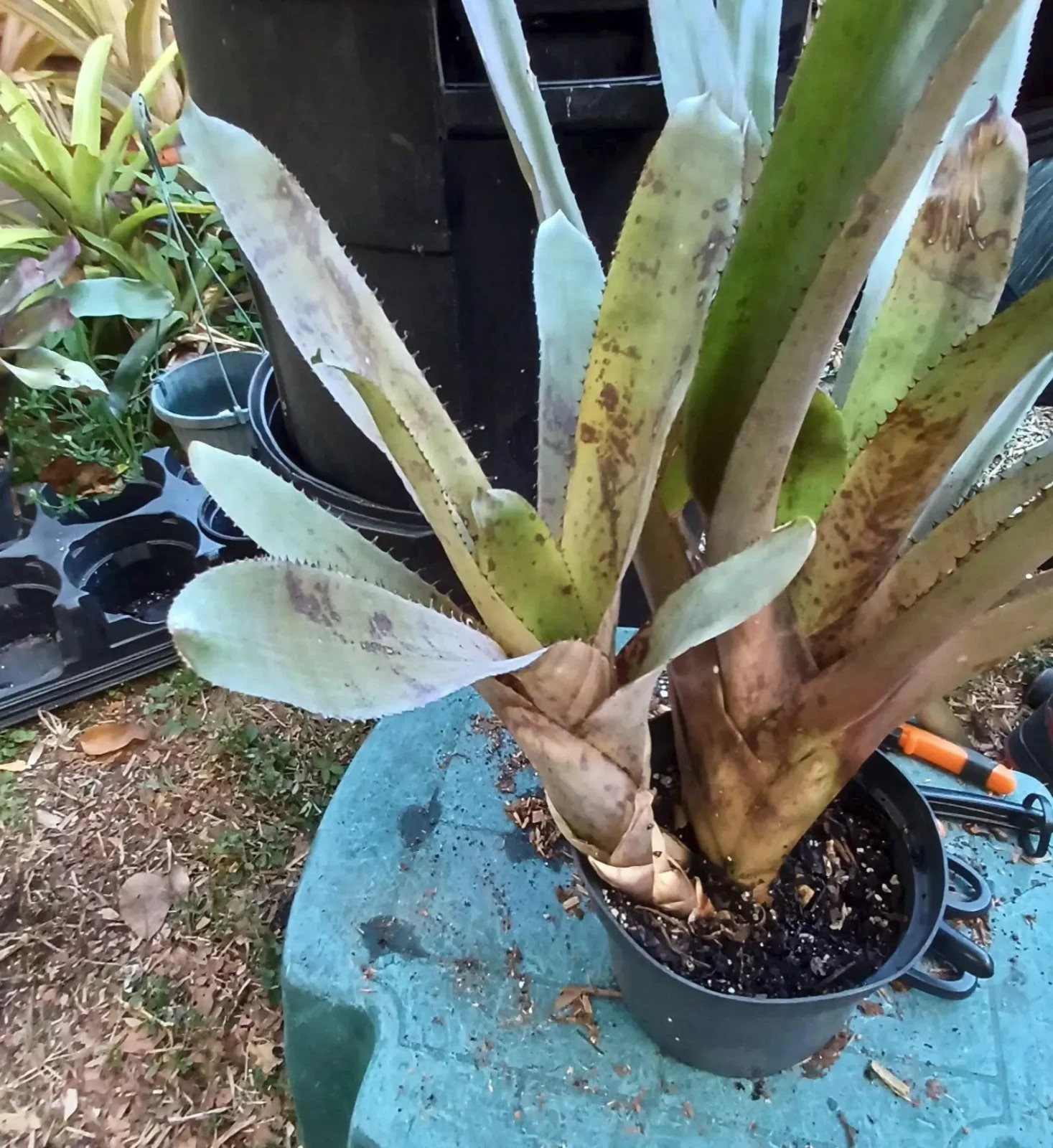 BUY 4 SAVE 15% BROMELIAD Canistrum PICKELII Offset – RARE Find