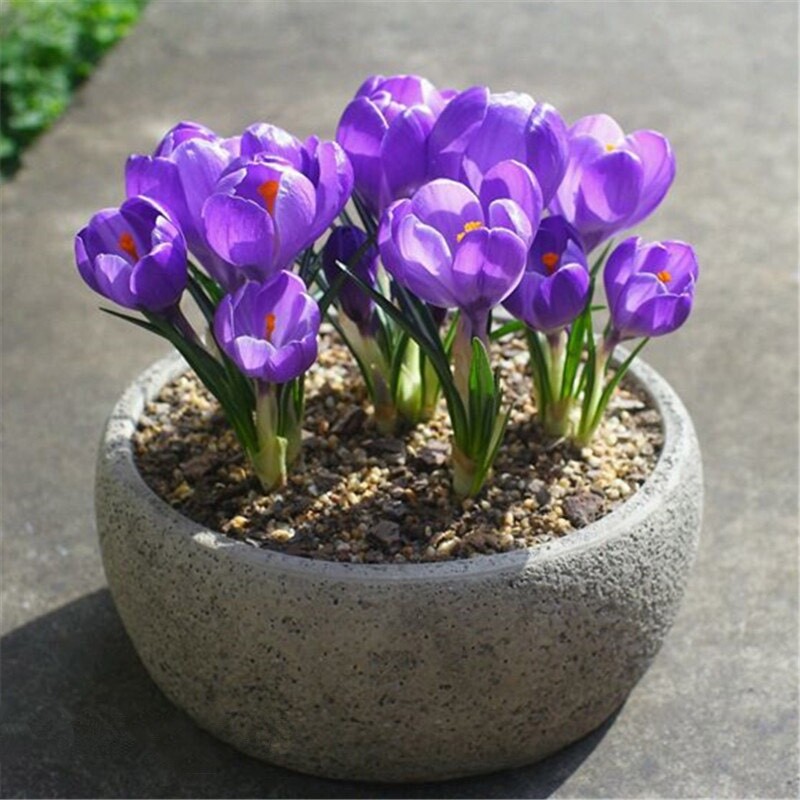 20 SEEDS Violet Purple CROCUS fragrant flower exotic garden bed plant USA Seller