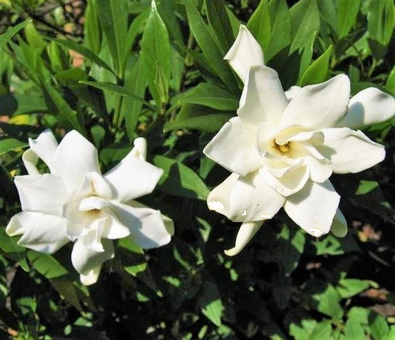 Frost Proof Gardenia ( cape jasmine ) – Live Plant – ( 1 QT )