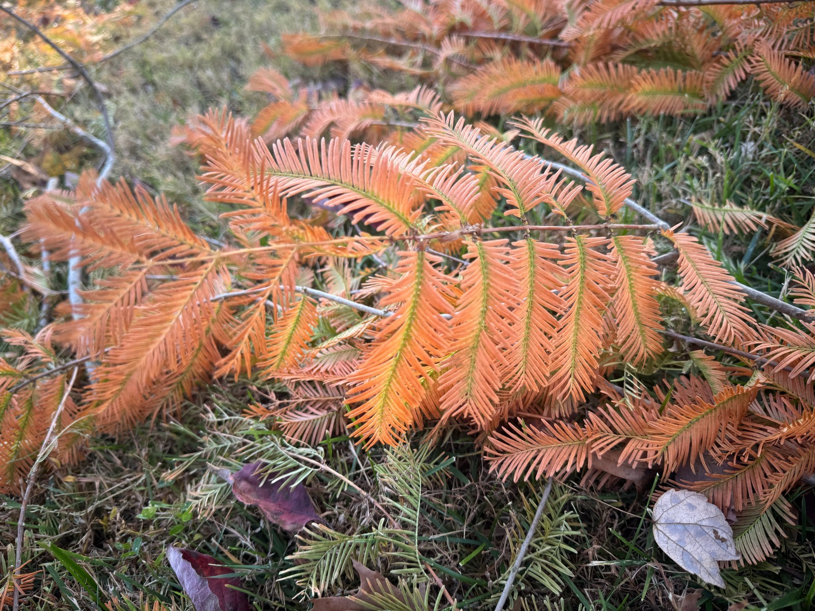 Dawn Redwood Tree Seeds | Metasequoia Glyptostroboides