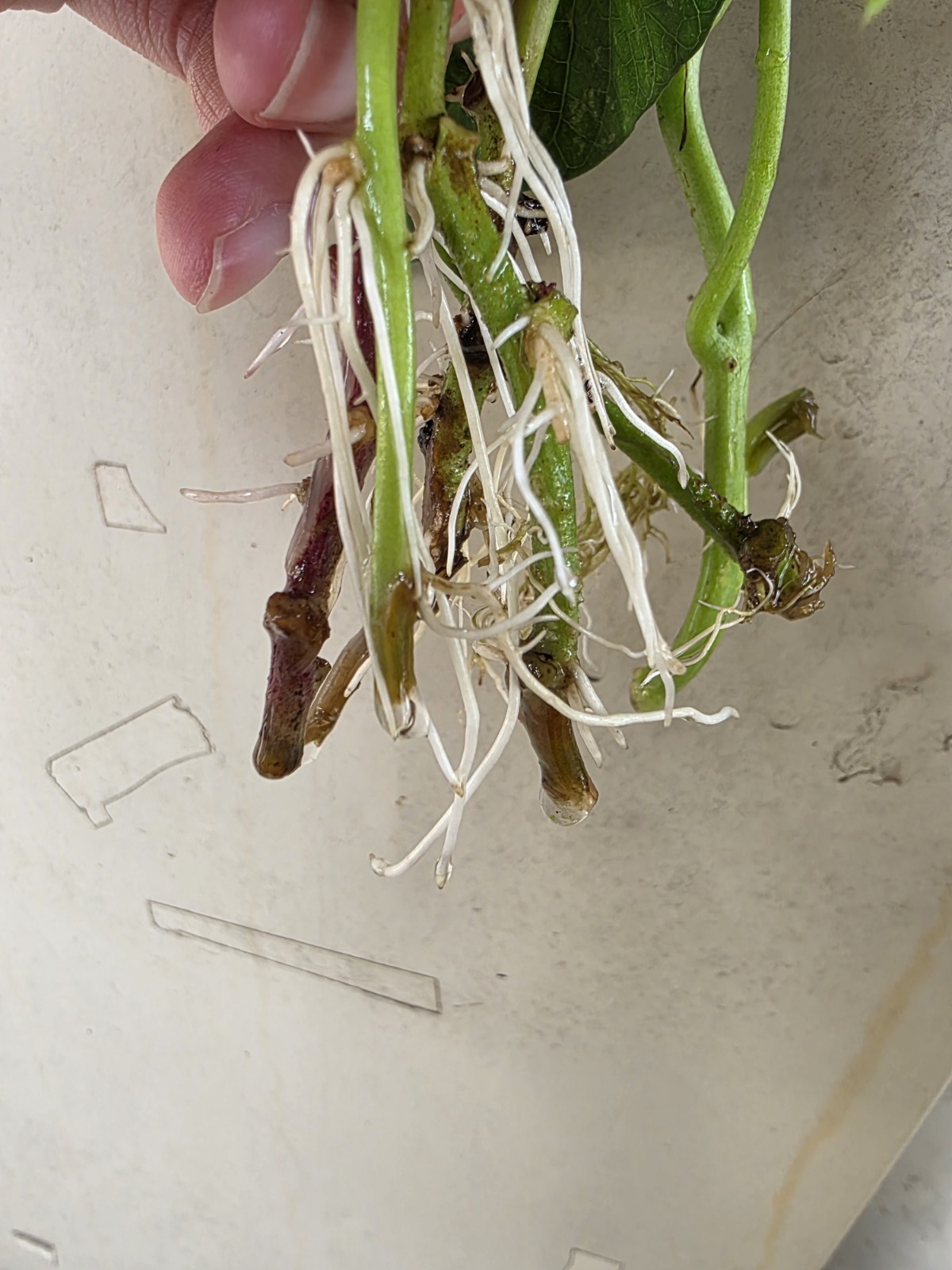 Korean White Sweet Potato ROOTED Slips (10ct) | Goguma White Ready to Plant Rare
