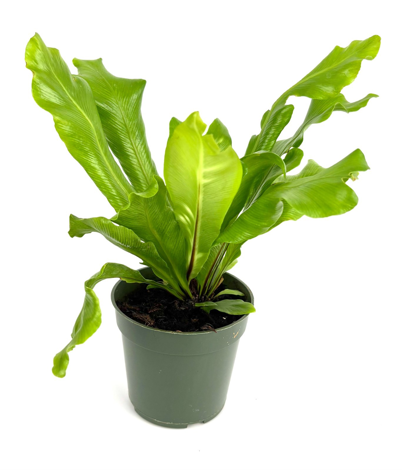 Bird’s Nest Fern Asplenium Nidus, 4″ Pot