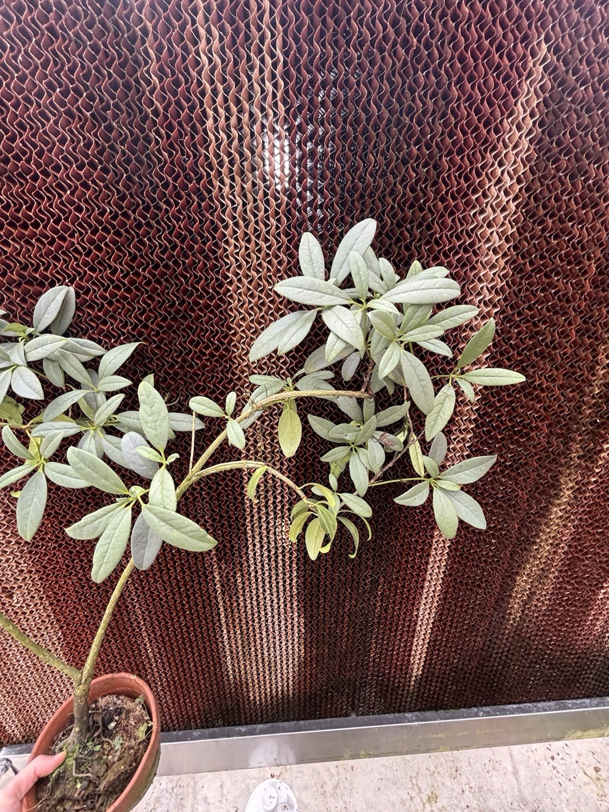 Rhododendron rushfortii Rare Blue Foliage Vireya Plant Vietnam
