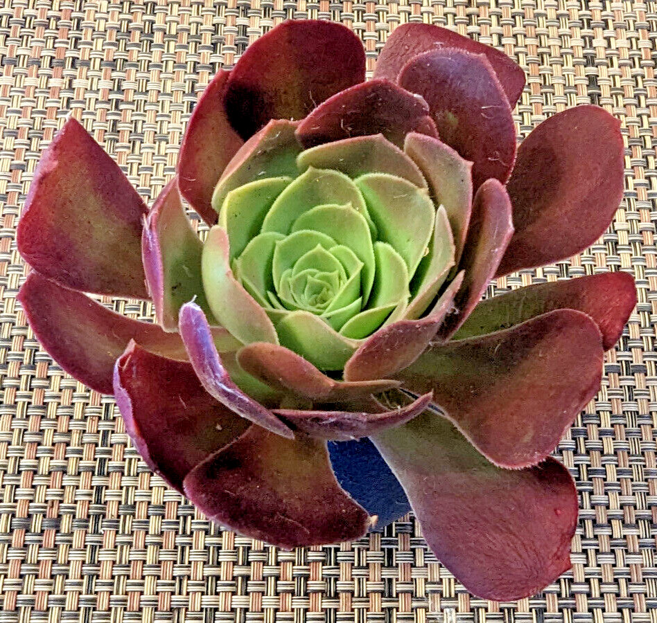 QUARTET (= A SET OF 4 DIFFERENT) AEONIUM CUTTINGS – 2″ (= 5 CM) DIAMETER