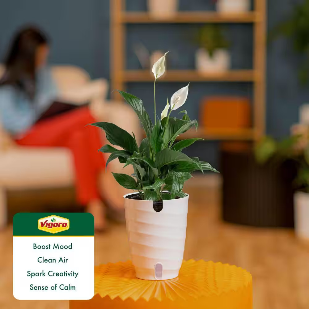 Peace Lily Indoor Plant in 6 In. White Decor Planter, Avg Shipping Height 1-2 Ft