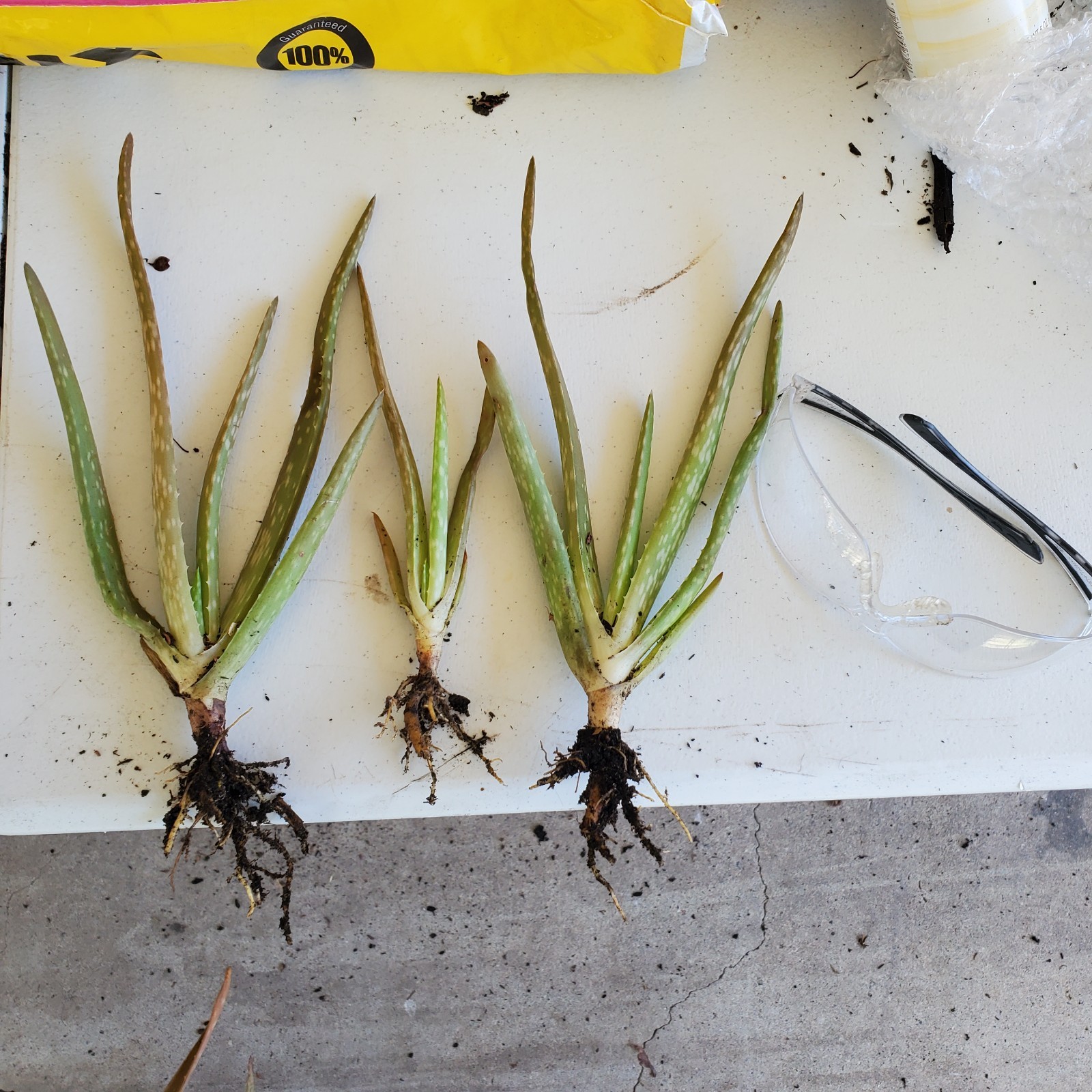 3 Rooted Aloe Vera Pups ~2″ Tall – Live Succulent Plants – Easy Care & Medicinal