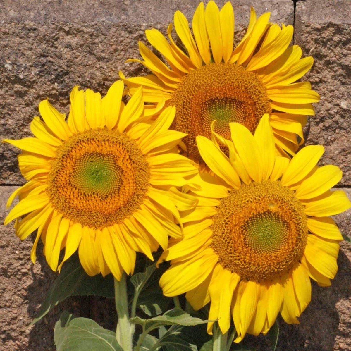 1/4 Lb Grey Stripe Sunflower Wildflower Seeds – Everwilde Farms Mylar Packet