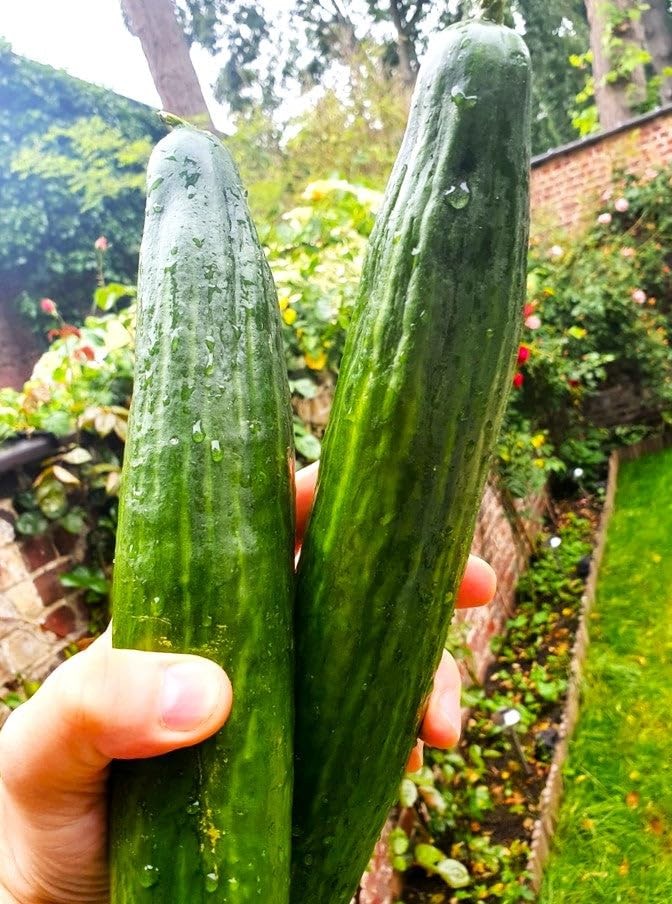 TomorrowSeeds – English Telegraph Improved Burpless Cucumber 30+ Count
