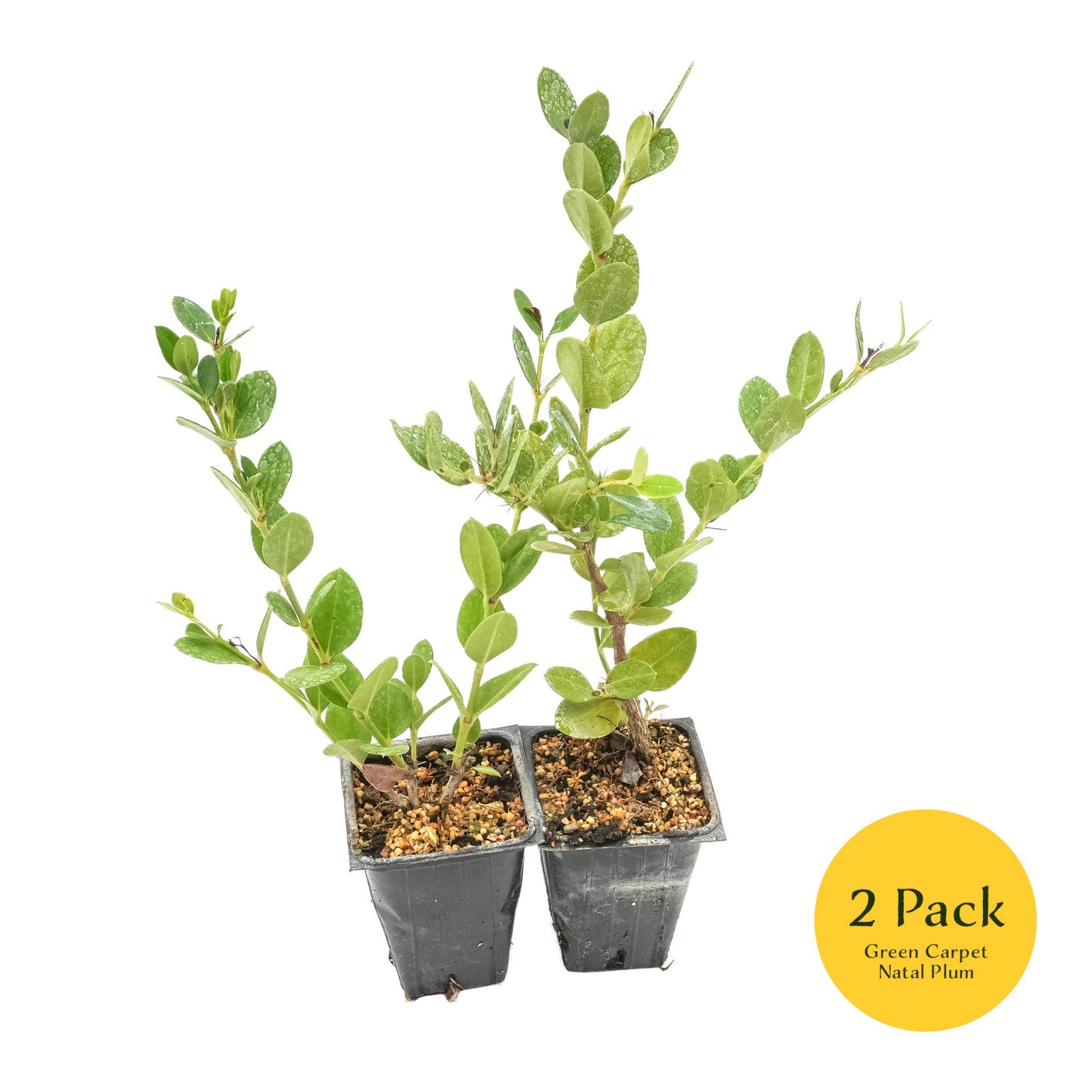 Green Carpet Natal Plum in 3.5″ Nursery Cubes | Carissa ‘Green Carpet’ Plants