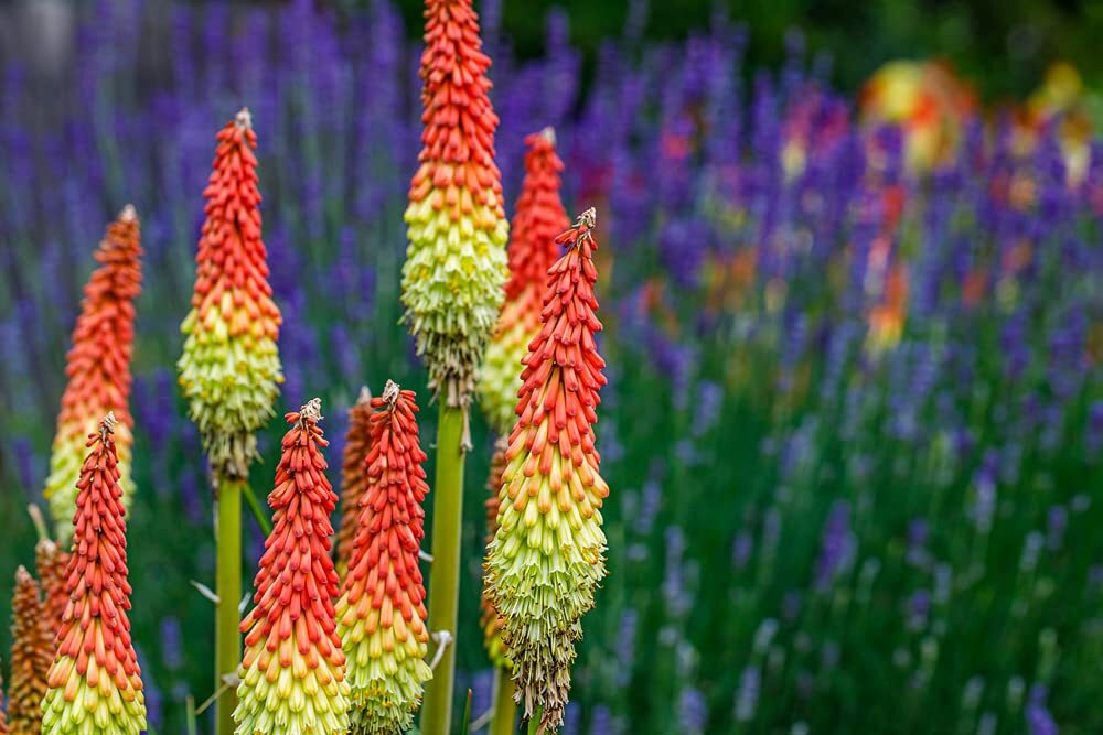 Red Hot Poker Flower Seeds – 100+ Seeds – Exotic Vibrant Red Blooms Amaze All Th