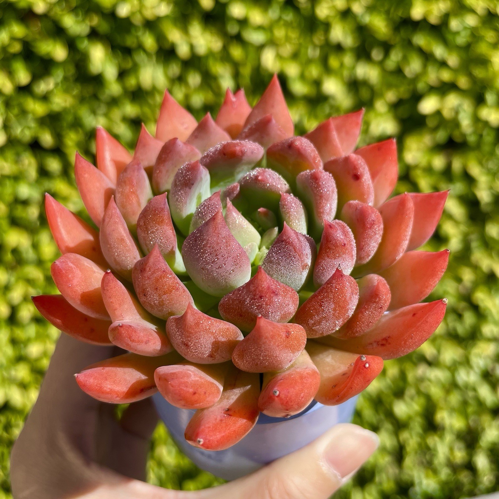 Rare Succulent Dark Elf Fully Rooted Healthy Live Easy Care Plant 2-3 Inches