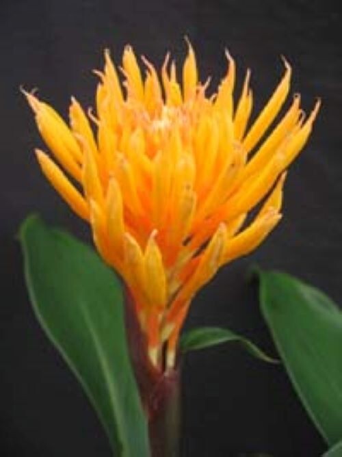 Golden Brush Dwarf Ginger – Burbidgea schizocheila- SMALL ROOTED STARTER Plant