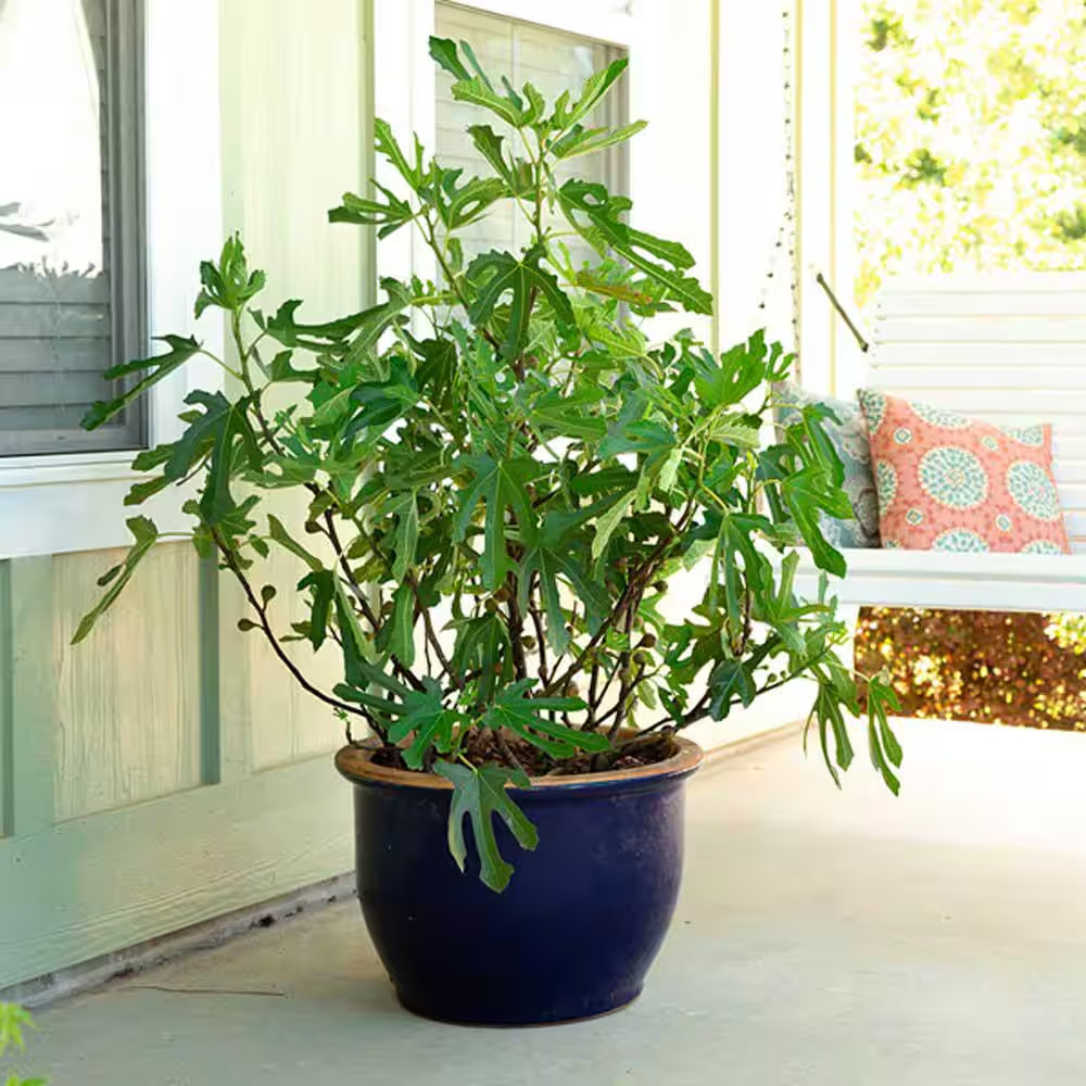 2 Gal. Little Miss Figgy Dwarf Fig Shrub With Deliciously Sweet Spring And Fall