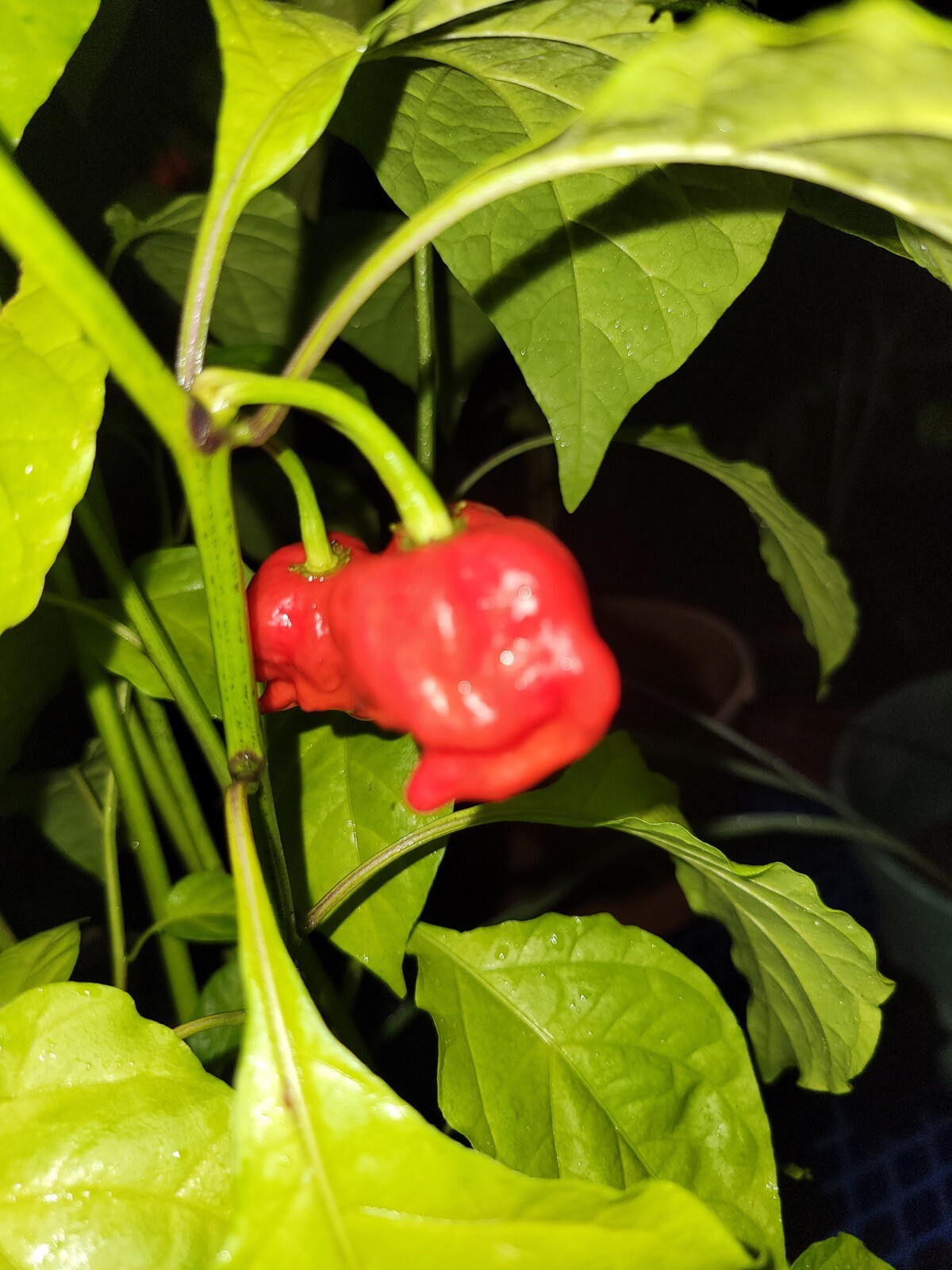 25+ Carolina Reaper Seeds – Heirloom – Organic – USA Seller