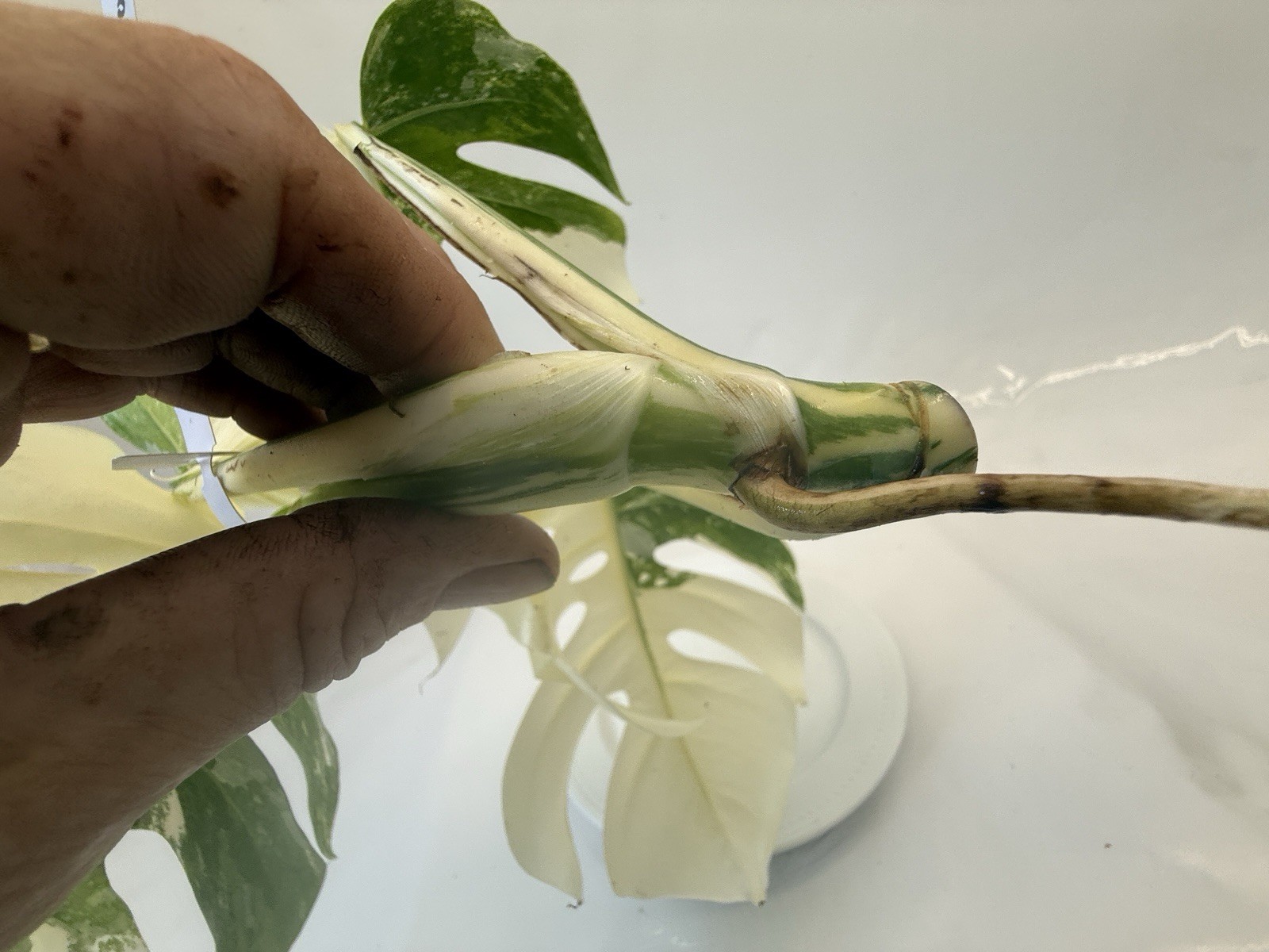 Monstera Albo top cutting EBAY-2606-101