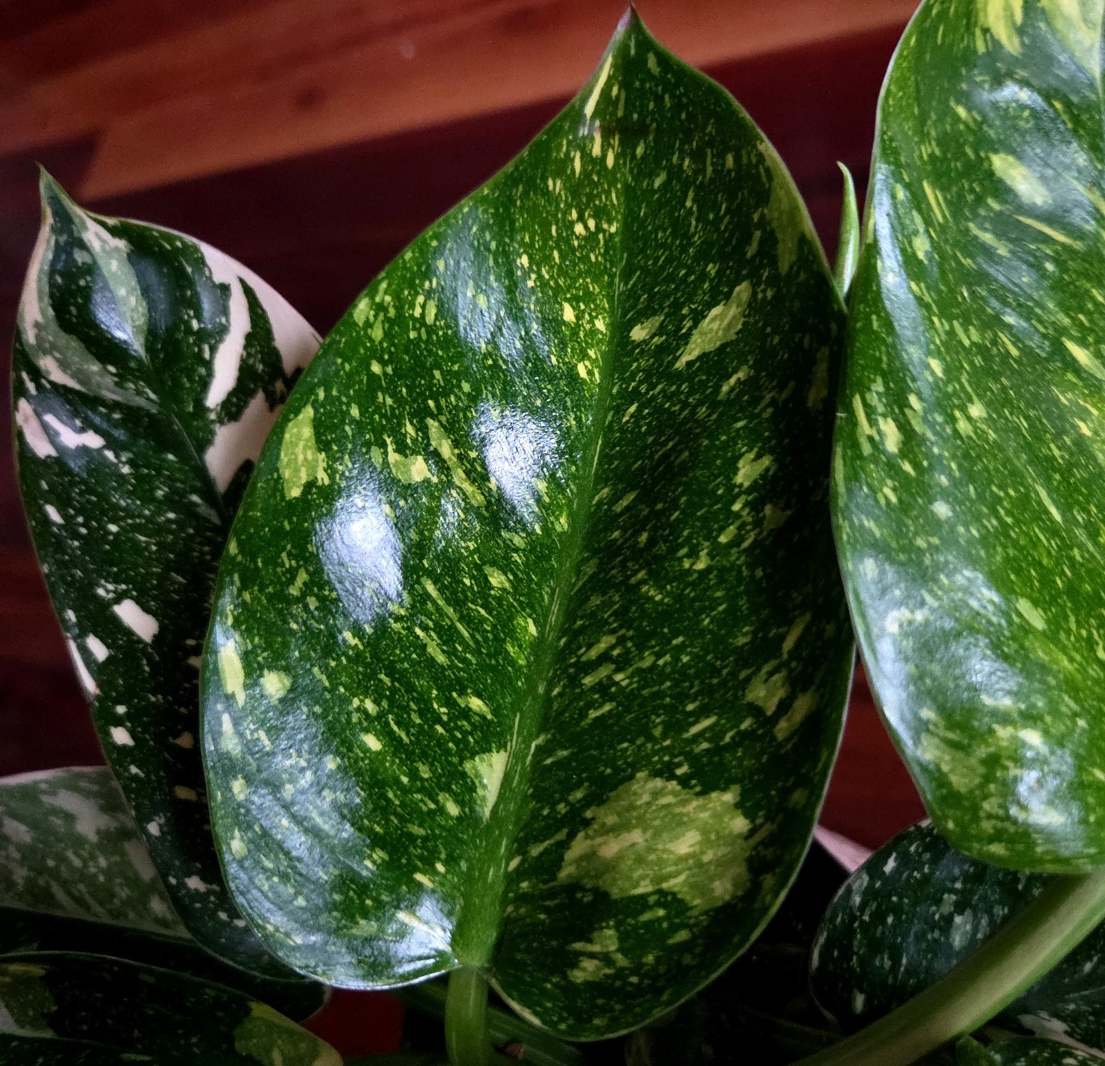 Rare XL Philodendron Congo Nuclear Galaxy Clump 17″ Tall Not Monstera Anthurium