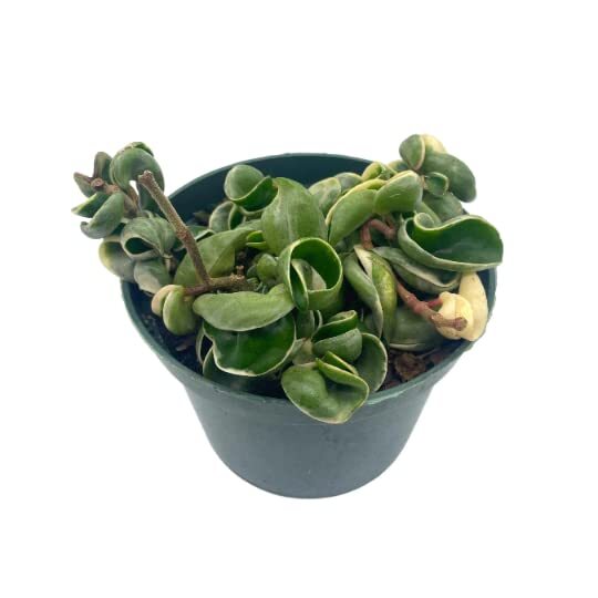 Variegated Hindu Rope, 6 inch, Hoya Compacta Carnosa, Very Rare Limited,