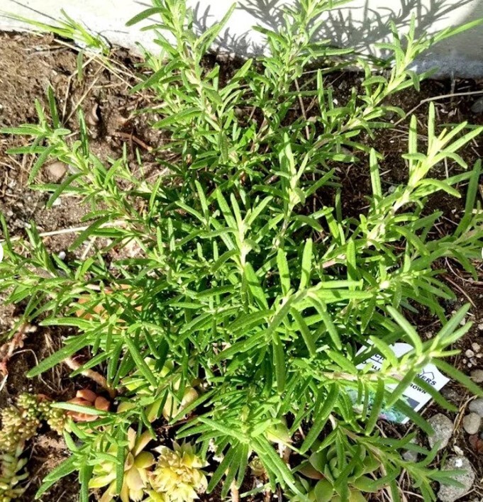 5 Rosemary Live Cuttings Clippings To Root Organic Herb Plant Salvia Rosmarinus