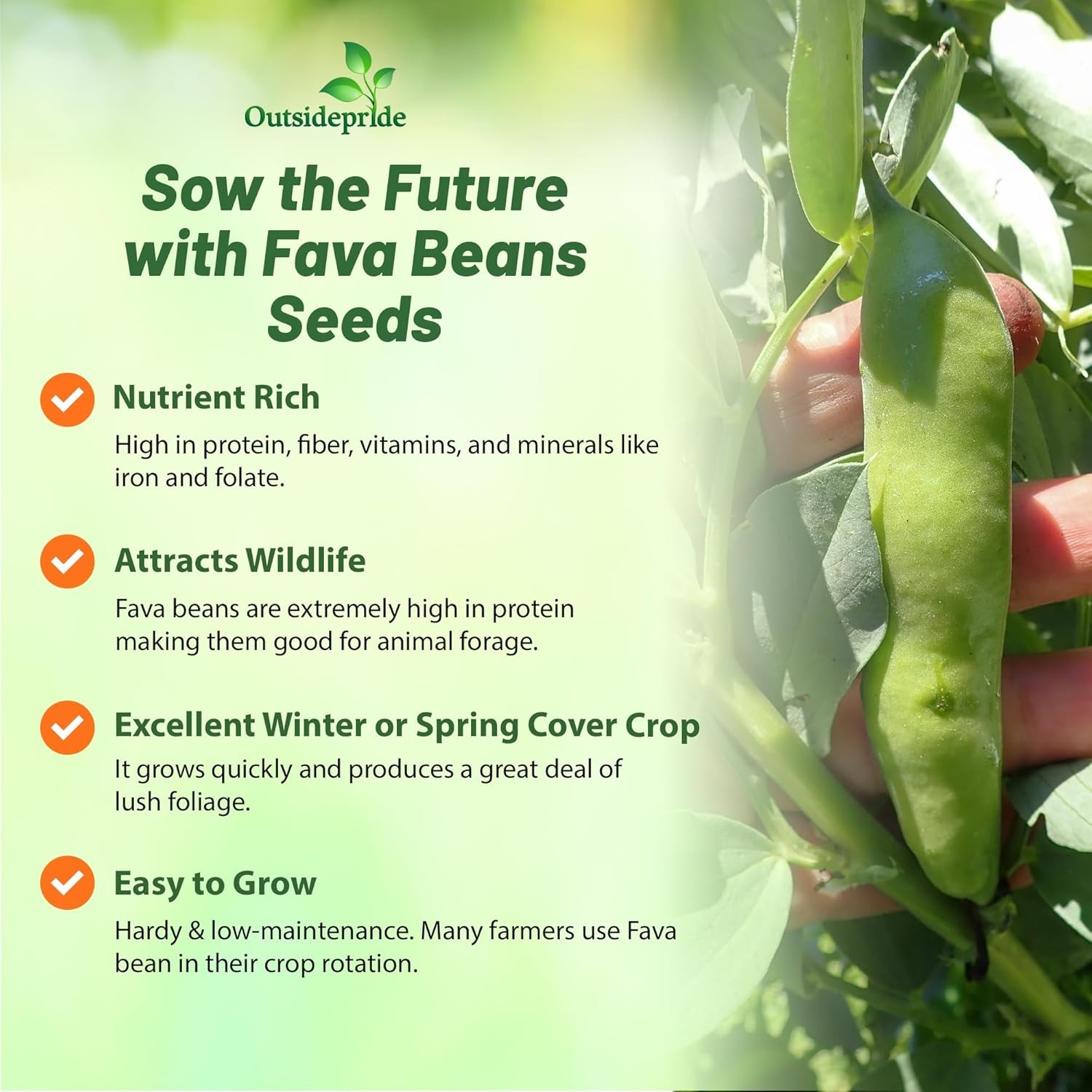5 LBS Fava Bean Seeds For Cover Crops & Food plots