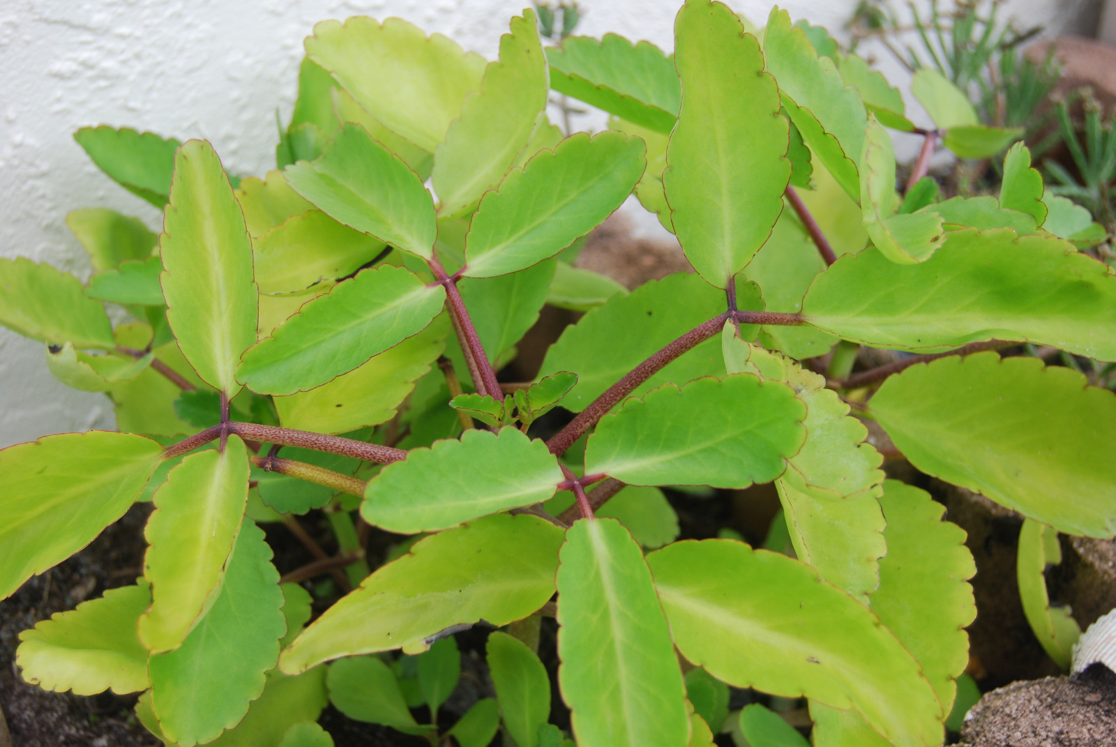 Kalanchoe Pinnata Plant Miracle Leaf Wonder of World Hawaiian Love Katakataka