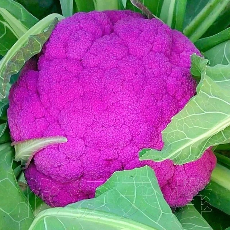 50 Purple Cauliflower Seeds NON-GMO healthy fast grow No Tracking