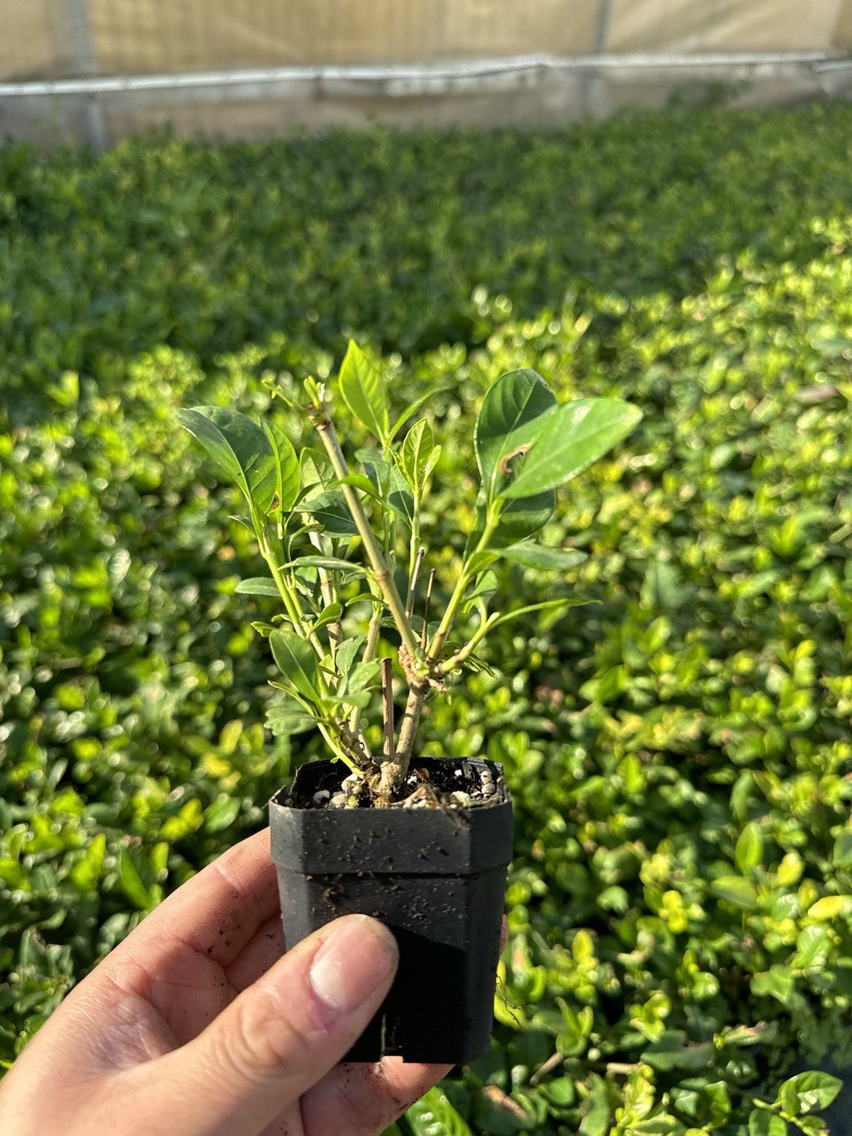 🌿 Everblooming Gardenia Veitchii Shrub – Fragrant Evergreen Garden Plant 🌸